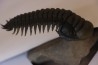 CROTALOCEPHALUS GIBBUS