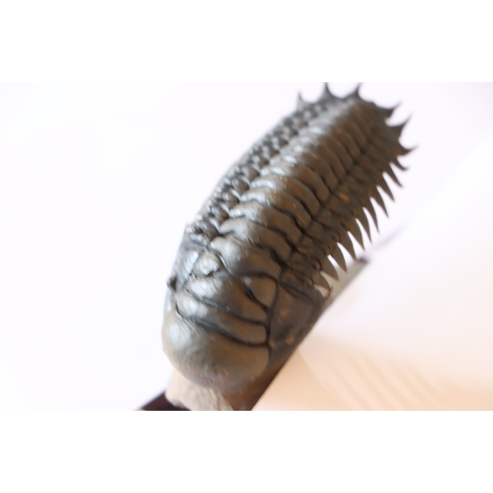 CROTALOCEPHALUS GIBBUS