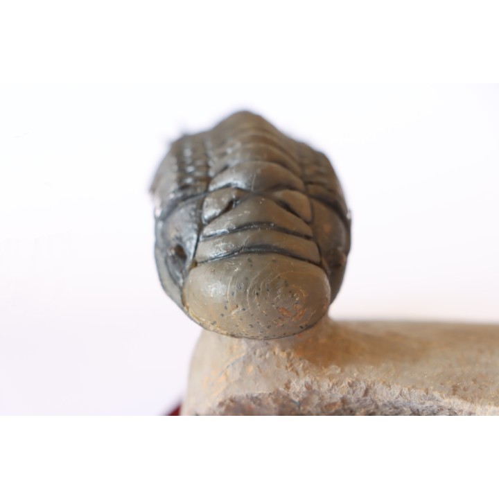 CROTALOCEPHALUS GIBBUS