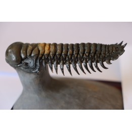 CROTALOCEPHALUS GIBBUS - Praguien - Foum Zguid, Maroc