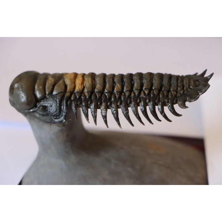 CROTALOCEPHALUS GIBBUS