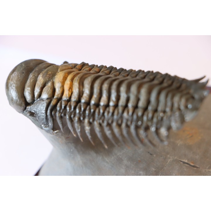 CROTALOCEPHALUS GIBBUS - Praguien - Foum Zguid, Maroc