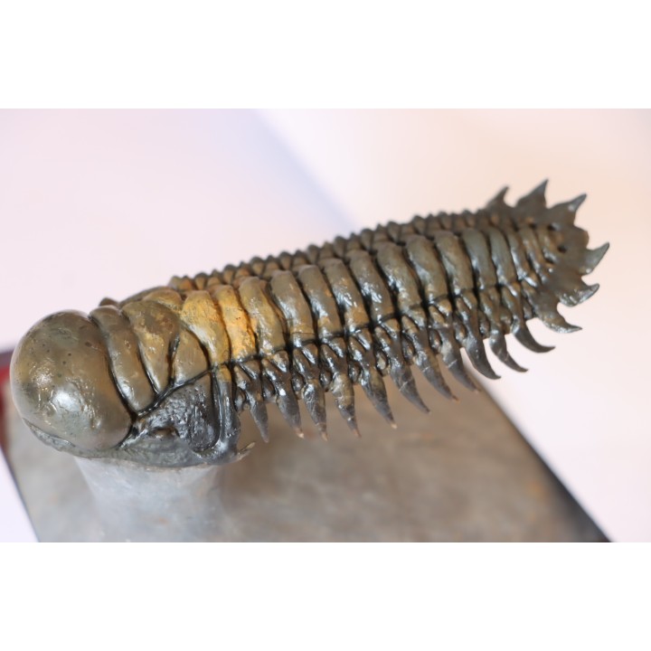 CROTALOCEPHALUS GIBBUS