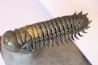 CROTALOCEPHALUS GIBBUS - Praguien - Foum Zguid, Maroc