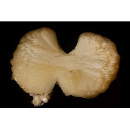 belle stilbite en forme de nœud papillon   INDE