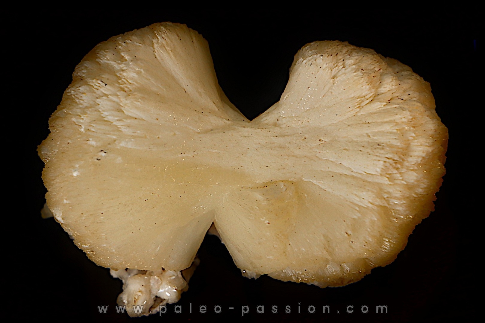 belle stilbite en forme de nœud papillon INDE