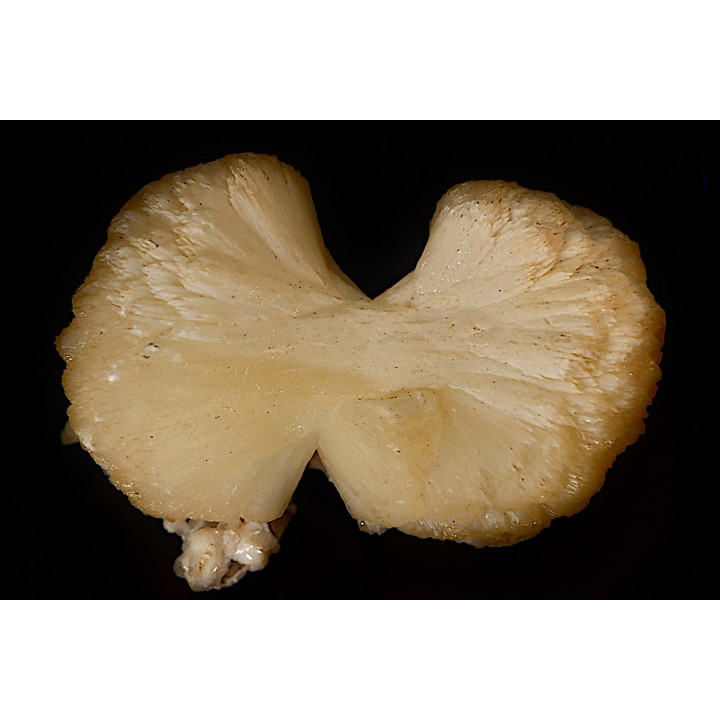 belle stilbite en forme de nœud papillon   INDE