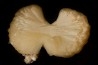 belle stilbite en forme de nœud papillon INDE