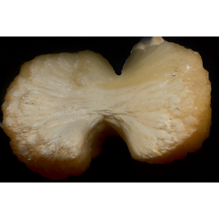 belle stilbite en forme de nœud papillon   INDE
