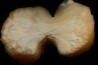stilbite - INDIA