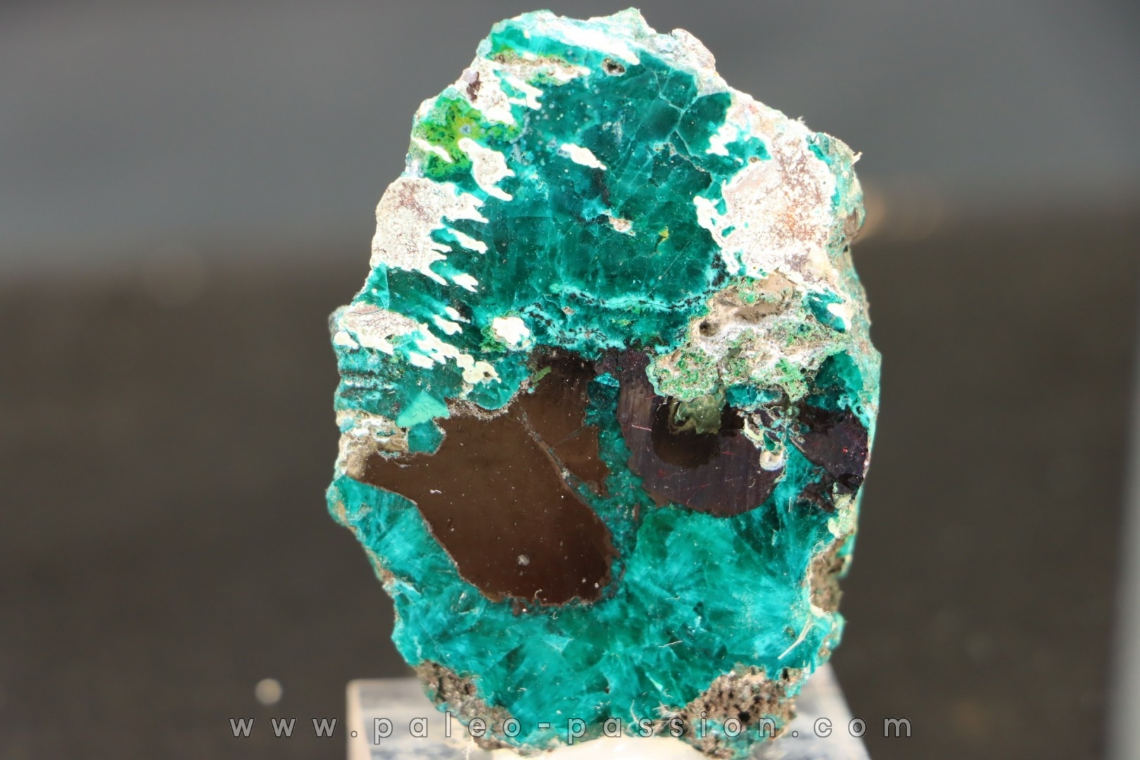 Belle dioptase sciée/poli Mindouli, RD Congo