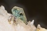 Pyrrhotite and quartz   Akka, MOROCCO