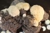 Baryte - Les Malines, Saint-Laurent-Le-Minier, Gard - FRANCE