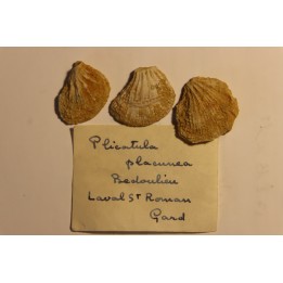 Plicatula placunea - Bedoulien - Laval St Roman, FRANCE
