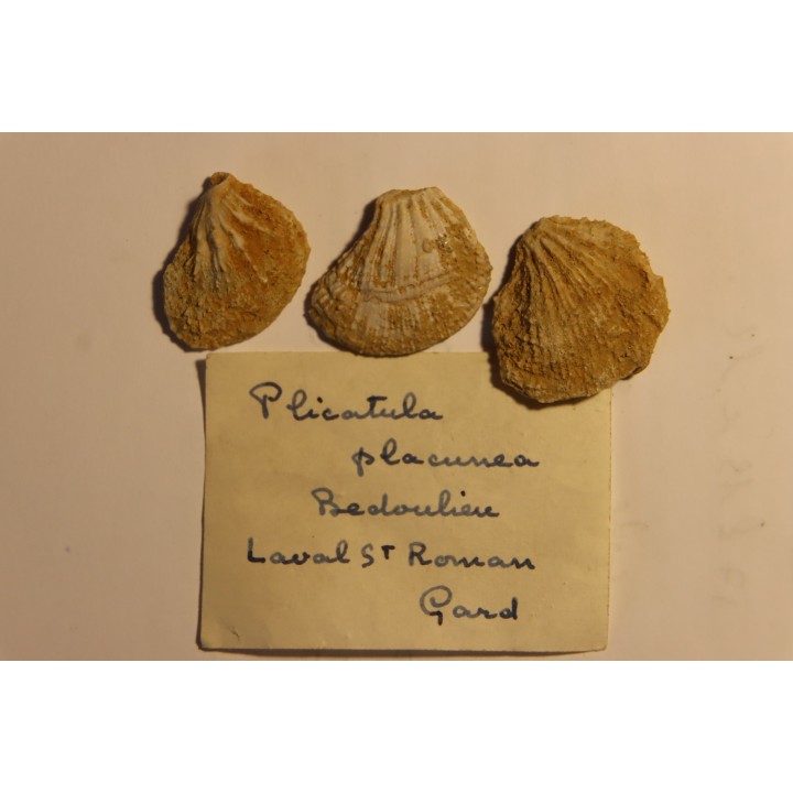 Plicatula placunea - Bedoulien - Laval St Roman, FRANCE