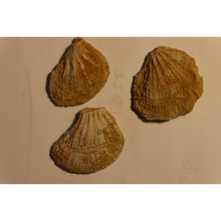 Plicatula placunea - Bedoulien - Laval St Roman, FRANCE