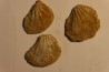 Plicatula placunea - Bedoulien - Laval St Roman, FRANCE