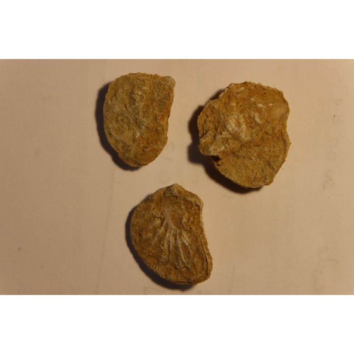 Plicatula placunea - Bedoulien - Laval St Roman, FRANCE