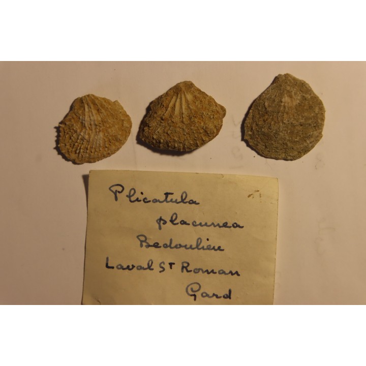 Plicatula placunea - Bedoulien - Laval St Roman, FRANCE
