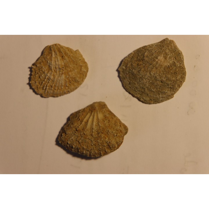 Plicatula placunea - Bedoulien - Laval St Roman, FRANCE