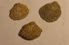 Plicatula placunea - Bedoulien - Laval St Roman, FRANCE