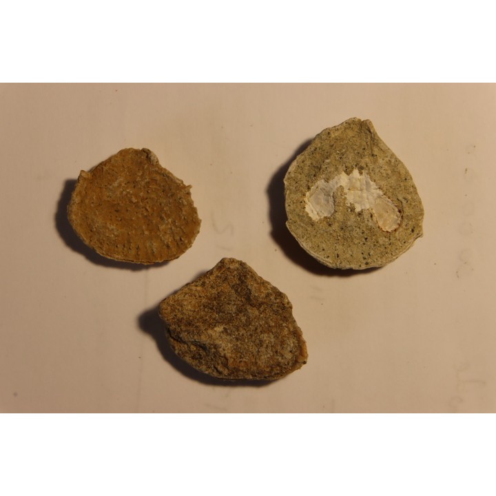 Plicatula placunea - Bedoulien - Laval St Roman, FRANCE