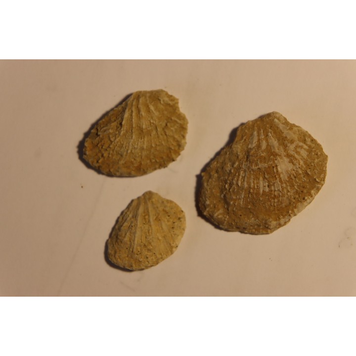 Plicatula placunea - Bedoulien - Laval St Roman, FRANCE