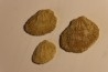 Plicatula placunea - Bedoulien - Laval St Roman, FRANCE