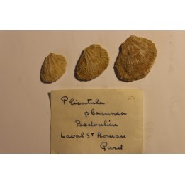 Plicatula placunea - Bedoulien - Laval St Roman, FRANCE
