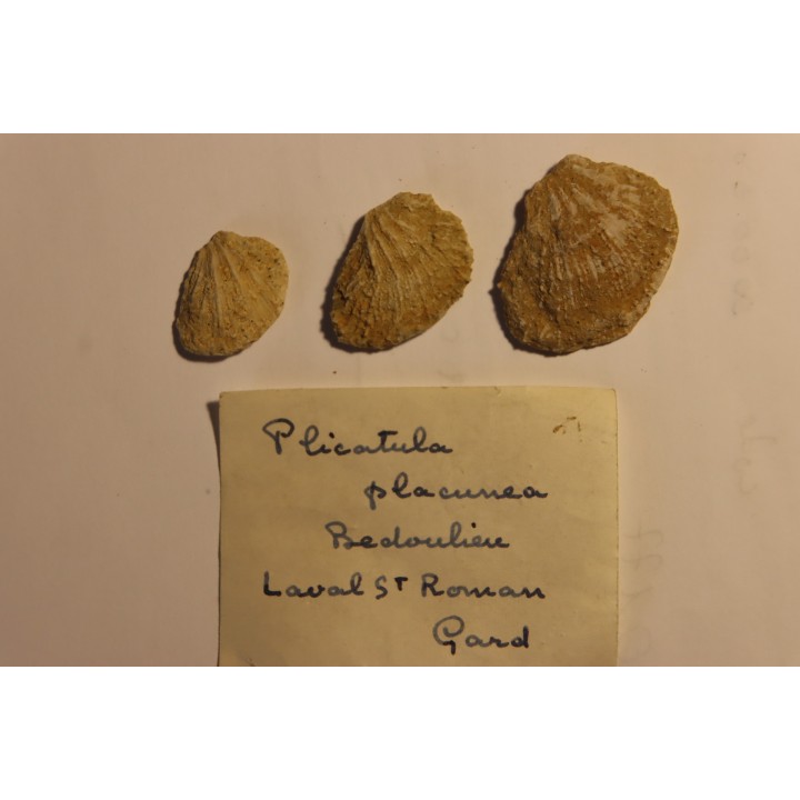 Plicatula placunea - Bedoulien - Laval St Roman, FRANCE