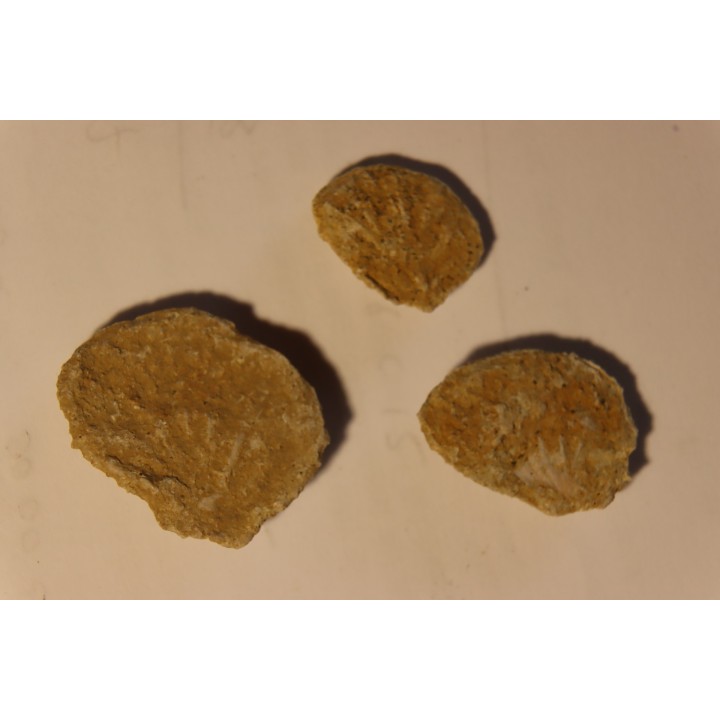 Plicatula placunea - Bedoulien - Laval St Roman, FRANCE