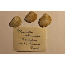 Plicatula placunea - Bedoulien - Laval St Roman, FRANCE