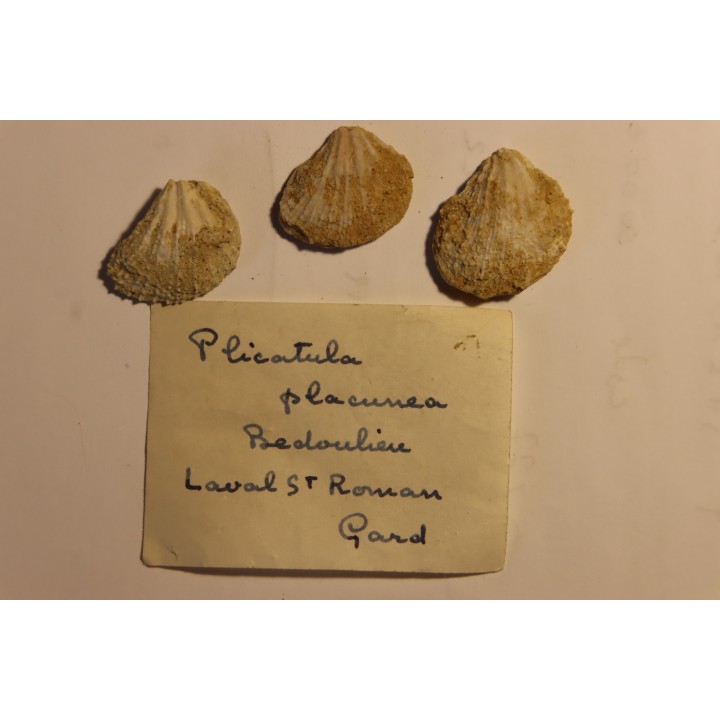 Plicatula placunea - Bedoulien - Laval St Roman, FRANCE