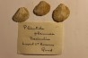 Plicatula placunea - Bedoulien - Laval St Roman, FRANCE