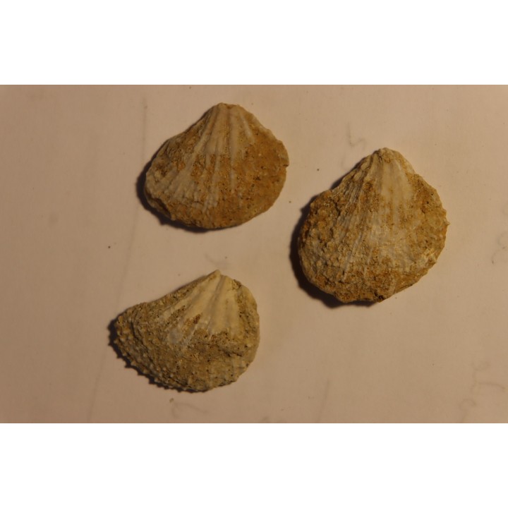 Plicatula placunea - Bedoulien - Laval St Roman, FRANCE