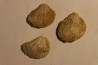 Plicatula placunea - Bedoulien - Laval St Roman, FRANCE