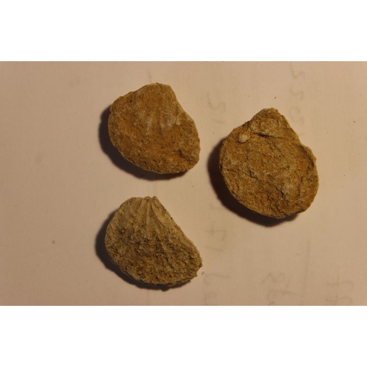 Plicatula placunea - Bedoulien - Laval St Roman, FRANCE
