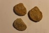 Plicatula placunea - Bedoulien - Laval St Roman, FRANCE