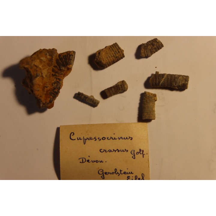 Cupressocrinus crassus - Dévonien - Gerolstein, Allemagne