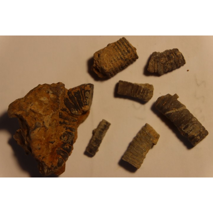 Cupressocrinus crassus - Dévonien - Gerolstein, Allemagne