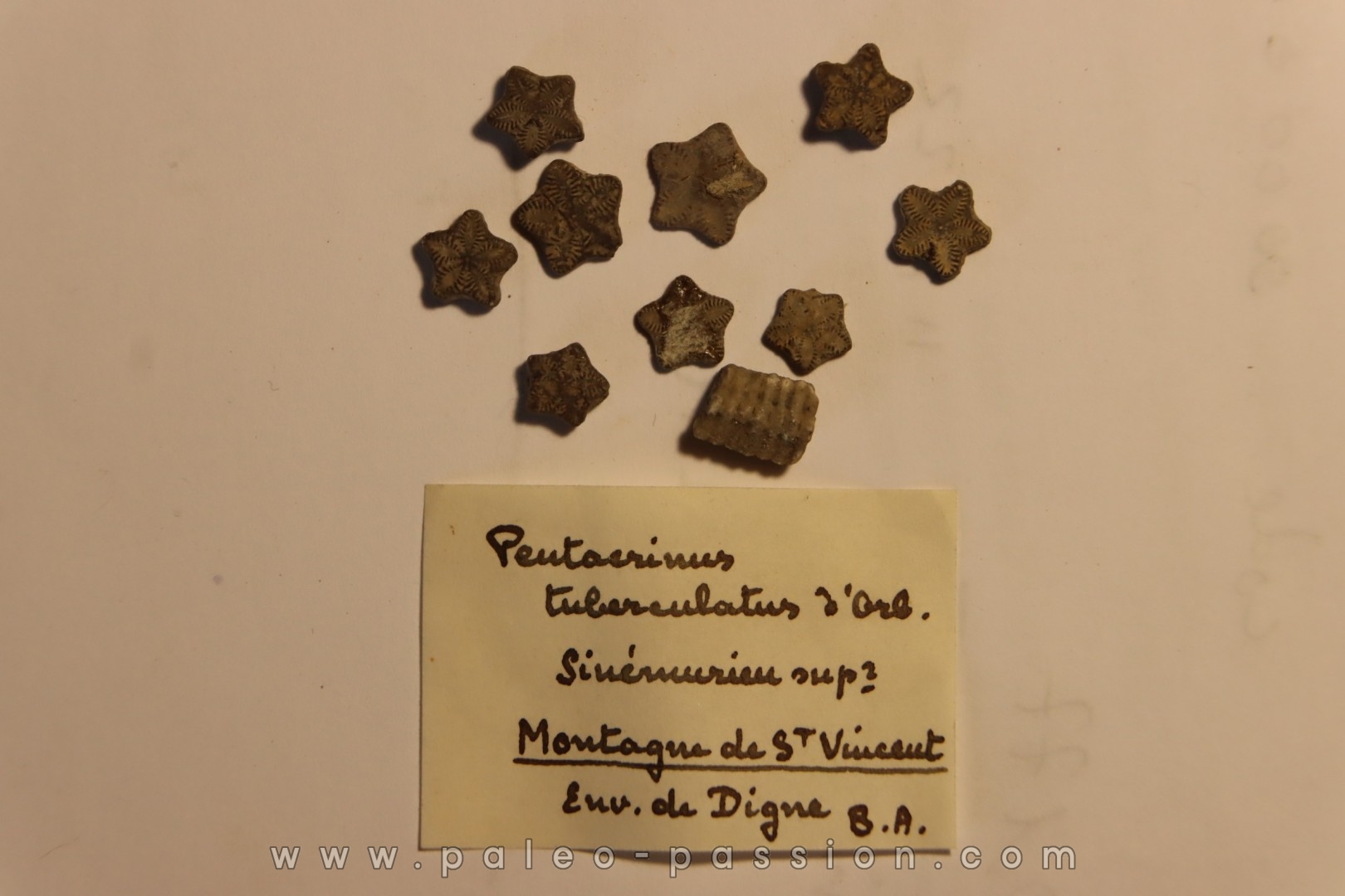 Pentacrinus tuberculatus Sinemurien Montagne de St Vincent, Digne