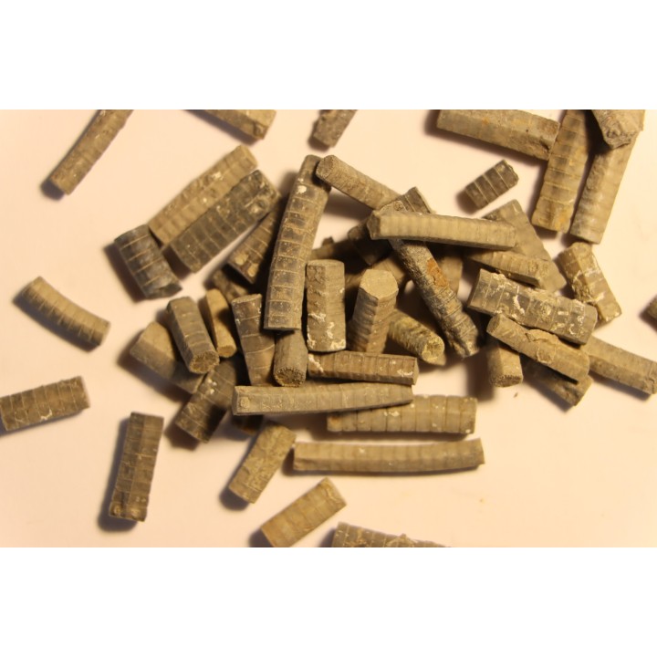 Balanocrinus subteres  Oxfordien  Montmarlon (39)