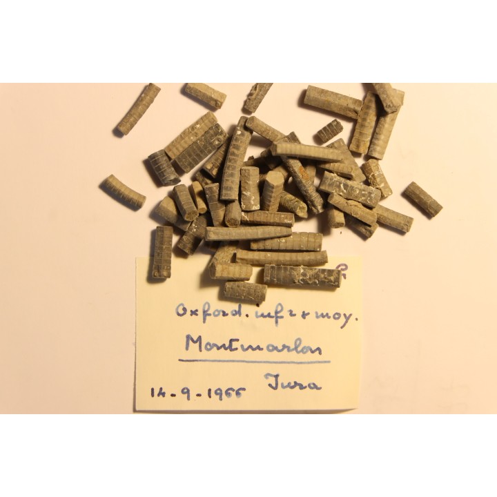 Balanocrinus subteres  Oxfordien  Montmarlon (39)