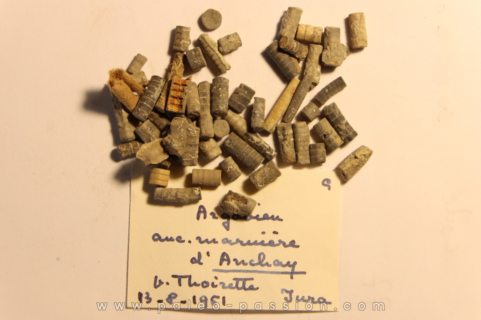 Balanocrinus. Argovien Thoirette, Jura, FRANCE
