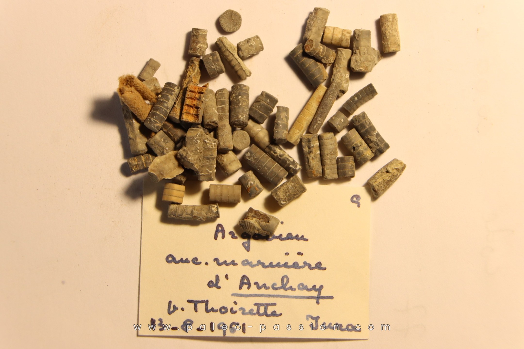 Balanocrinus. - Argovien - Thoirette, Jura, FRANCE