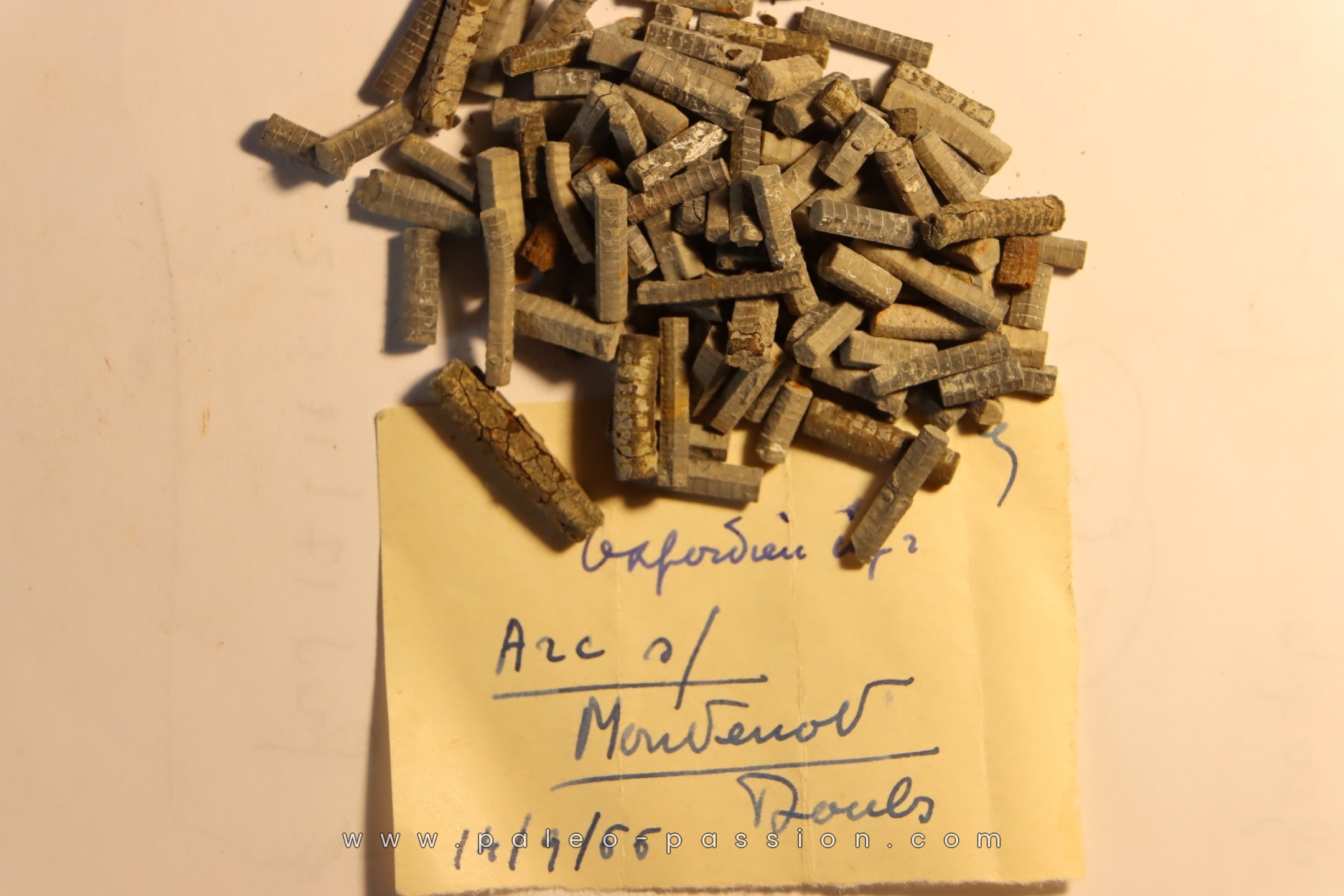 Balanocrinus - Oxfordien inférieur - Arc sur Monvenot, Doubs, FRANCE