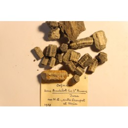 Balanocrinus ?  Oxfordien   Andelot les St Amour, Jura, FRANCE