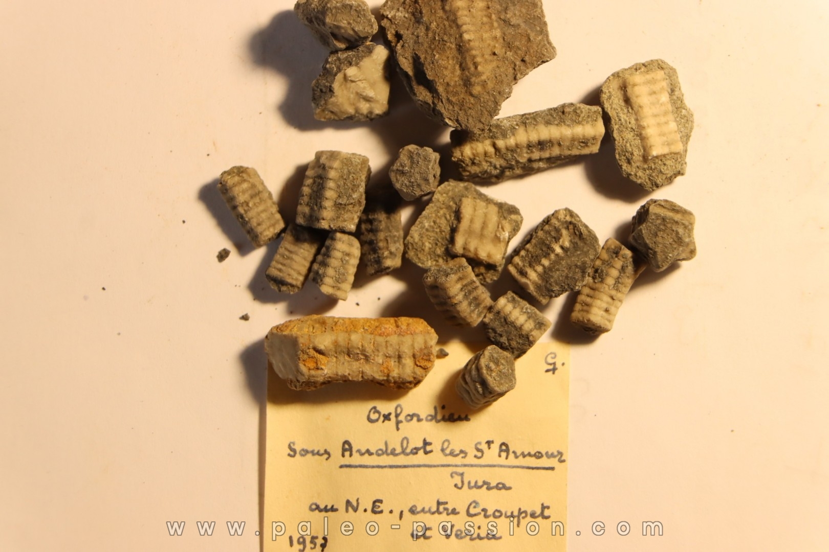 Balanocrinus ? - Oxfordien - Andelot les St Amour, Jura, FRANCE