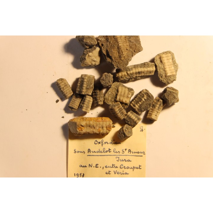 Balanocrinus ? - Oxfordien - Andelot les St Amour, Jura, FRANCE
