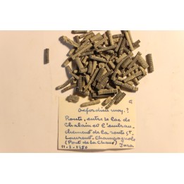 Balanocrinus   Oxfordien moyen  Pont de la Chaux, Jura, FRANCE